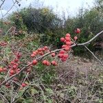 Crataegus laciniata Fruit