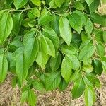 Diospyros virginiana Hoja