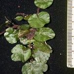 Trichomanes godmanii その他の提案