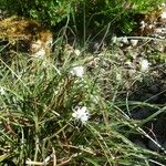 Carex baldensis Annet