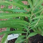 Zingiber officinale Leaf