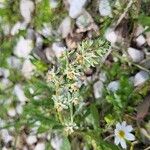 Sesamoides pygmaea Blomst