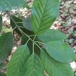 Quercus glauca Leaf