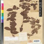 Combretum eriogynum Otro