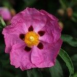 Cistus x purpureus फूल