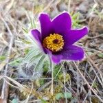 Anemone pulsatillaBlomma