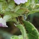 Meiosperma bracteatum Άλλα