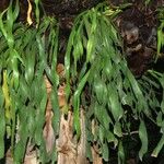 Ophioglossum pendulum Hábito