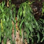 Ophioglossum pendulum Habit