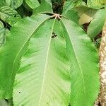 Myrianthus arboreus Лист
