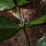 Tricalysia sylvae