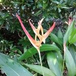 Heliconia psittacorumFloro