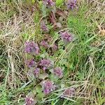 Lamium hybridumŽiedas