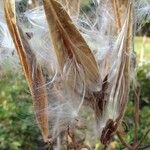 Asclepias curassavica Fruto