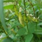 Amphicarpaea bracteata Fruit