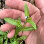 Myosotis laxa Blüte