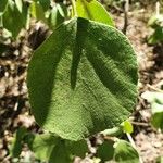 Cordia monoica Blad