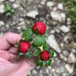 Potentilla indicaFrugt