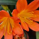 Clivia nobilis Λουλούδι