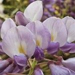 Wisteria sinensis Blomst