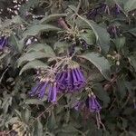 Iochroma cyaneum Blomma