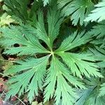 Trollius asiaticus List