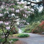 Rhododendron vernicosum Habitat