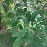 Vitex negundo Folha