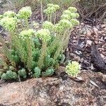 Petrosedum sediformeÕis