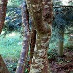 Laburnum anagyroides 樹皮