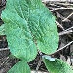 Arctium nemorosum Hoja