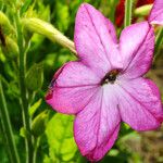 Nicotiana alata പുഷ്പം