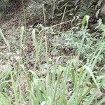 Panicum maximum Hábito