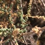 Caroxylon vermiculatum Blatt