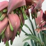 Beschorneria yuccoides Flower
