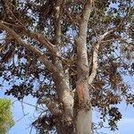 Ficus rubiginosa عادت داشتن