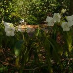 Rhododendron griffithianum Blatt