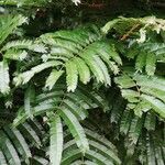 Pentaclethra eetveldeana Leaf