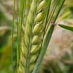 Hordeum vulgare Frukto