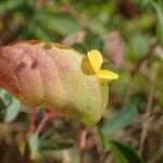 Bryaspis psittacorhyncha Flower