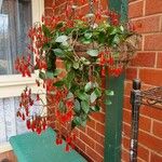 Kalanchoe manginii Цвят