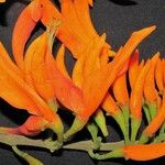 Erythrina poeppigiana Květ