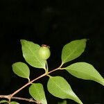 Psidium oligospermum Ffrwyth