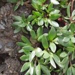 Ranunculus glacialis Leaf