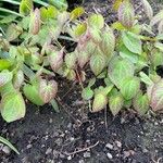 Epimedium × versicolor List