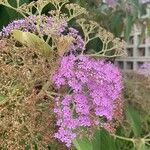 Callicarpa pedunculata 花