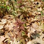 Lysimachia quadrifolia Leaf