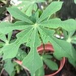 Manihot grahamii Leaf