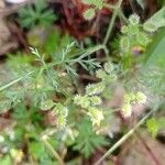Torilis leptophylla Hoja
