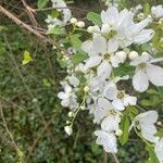 Exochorda × macrantha Flower